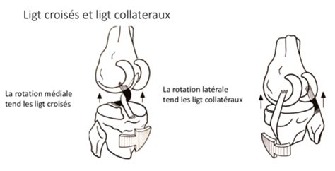 Membre Inf Rieur Genou Et Jambe Flashcards Quizlet