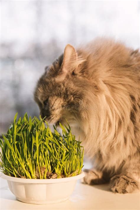 Pet Grass Cat Grass Cat Is Eating A Cat Grass Stock Image Image Of