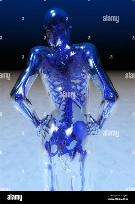 Human Anatomy Stock Photo Alamy