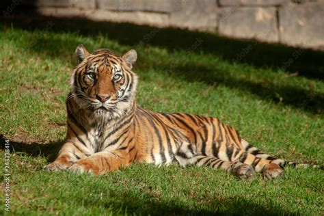 Tigre de Sumatra Stock Photo | Adobe Stock