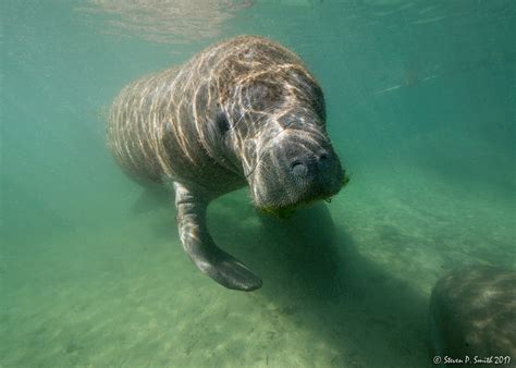 Florida Manatees II on Behance