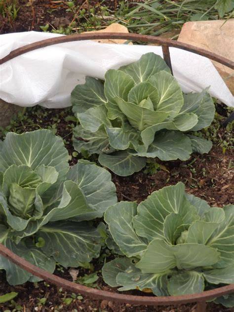 Vegans Living Off the Land: Peas on trellis, sowing seeds, & cardboard