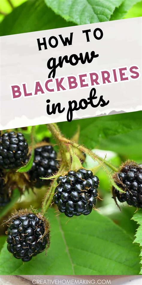 Growing Blackberries In Pots Tips And Tricks Creative Homemaking