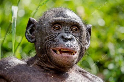 Bonobo in natural habitat — Stock Photo © SURZet #136674896