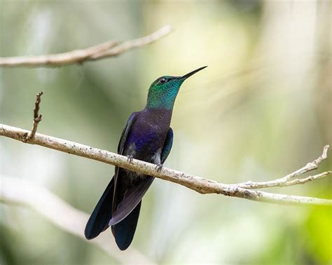 Beija Flor Tesoura Verde - Foto beija-flor-tesoura-verde (Thalurania furcata) Por Antonio ...