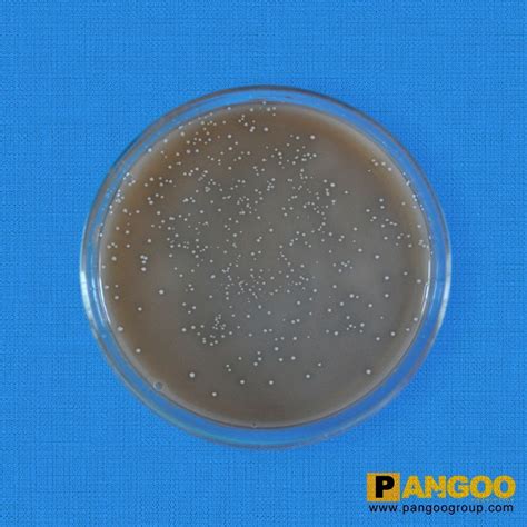 Pediococcus Morphology