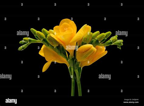 Freesia Freesias Stock Photo Alamy