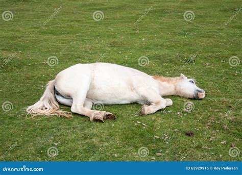 Sleeping Horse Stock Photo Image Of Equestrian Rural 63929916