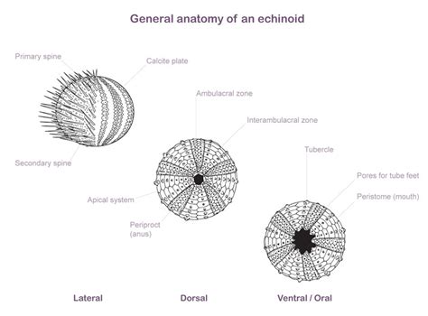 How To Catch Sea Urchin The Scuba Doctor