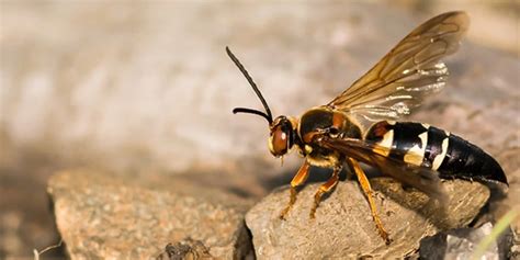 Cicada Killer Wasps What To Know Ehrlich Pest Control