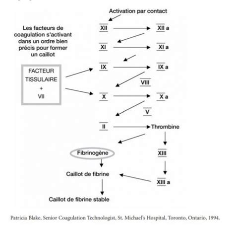 Facteurs De Coagulation Et Facteurs Plaquettaires