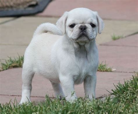 Cute White Pug Puppy Pug Puppies Baby Pugs Puppies