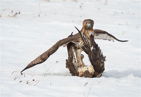 Red Tailed Hawk Audubon Field Guide