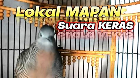 Suara Garing Perkutut Lokal Gacor Usia Mapan Bagus Untuk Masteran Dan