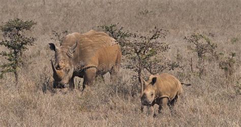 White Rhinoceros Ceratotherium Simum Mother And Calf Nairobi Park In