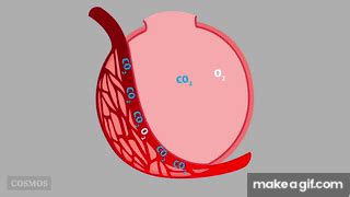 Gas Exchange On Make A