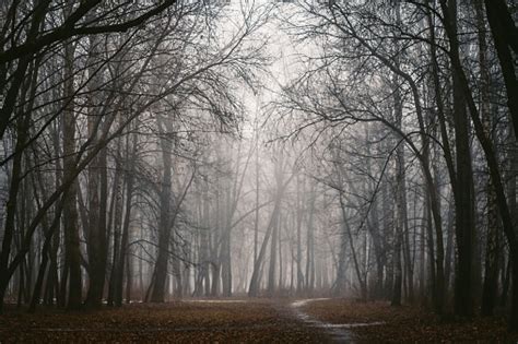 Taman Misterius Yang Gelap Hutan Menakutkan Yang Diterangi Oleh Bulan Hutan Peri Paranormal