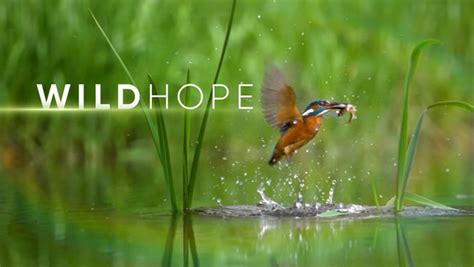 Diffusion De La Série Wild Hope Aux Etats Unis