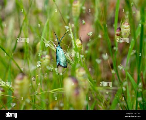 The Forester Moth Pollanisus Viridipulverulenta Resting On Grasses A