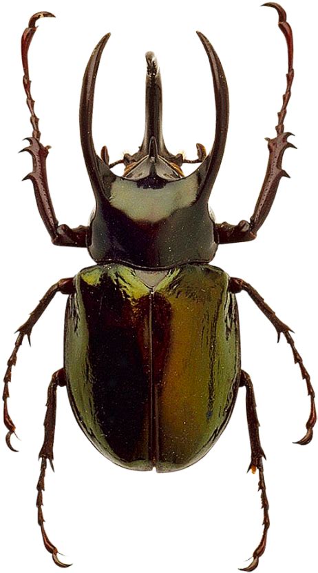 Beetle Png Image Beetle Color Palette Transparent Background