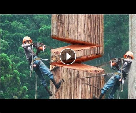 2021 Dangerous Fastest Chainsaw Cutting Tree Machine