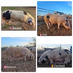 Thoroughbred Pedigree Query The Shocking Truth Your Breeder Doesnt Want You To Know