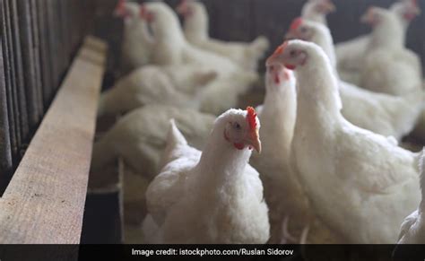 Bird Flu Spreads To New Countries Threatens Non Stop War On Poultry