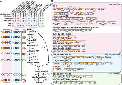 Frontiers Single Cell Genomics Of Novel Actinobacteria With The Wood