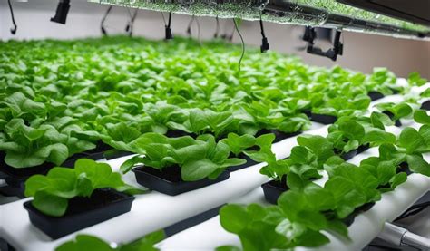 Advantages Of Hydroponics