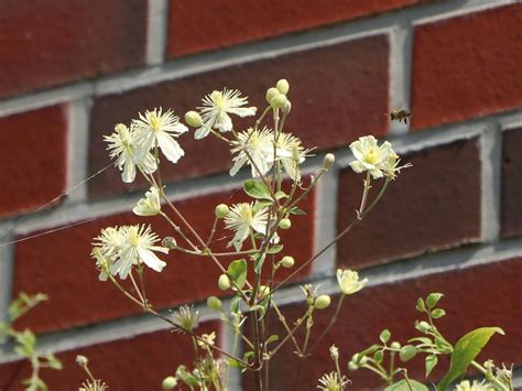 Clematis Summer Snow Paul Farges Clematis Fargesioides Summer