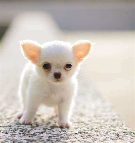 Cute Chihuahua Dogs Wallpapers - Top Free Cute Chihuahua Dogs ...