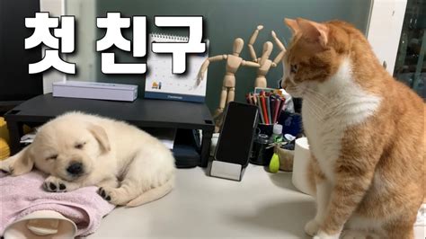 세상 무해한 조합 ️ 리트리버와 고양이들 첫 만남 Retriever Meeting My Cats For The First