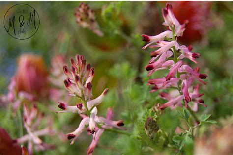 Fumitory Herb Fumaria Officinalis L Earth Smoke Organic Dry And Cut