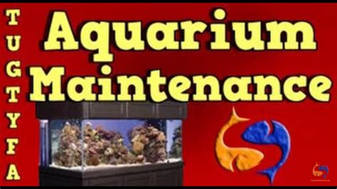 Aquarium Maintenance A Guide To Perfect Aquarium Tank Facts