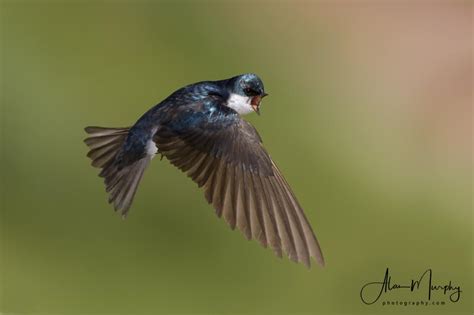 Tree Swallow Focusing On Wildlife