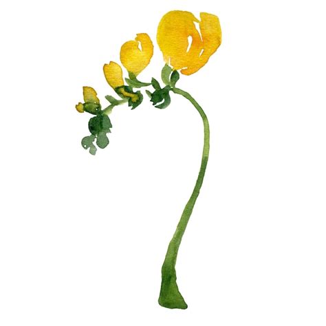 Premium Photo Yellow Beautiful Freesia A Watercolor Illustration