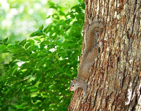 Squirrel On Oak Tree Photograph By Denise Beverly Fine Art America