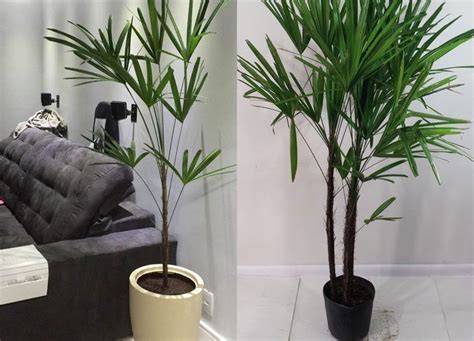 10 PLANTAS PARA DENTRO DE CASA Minhas Comprinhas Decoración de unas