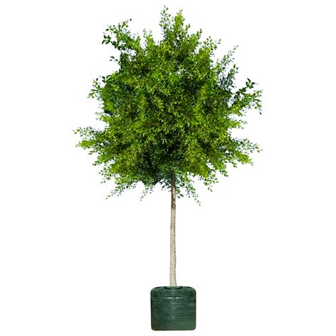 Ficus Nitida Ficus Microcarpa Alqalamoonnurseries