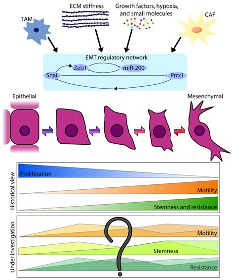 JCM Free Full Text Epithelial To Mesenchymal Transition In The