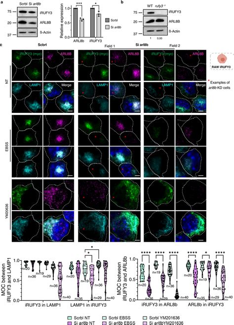 Silencing Of Arl8b Alters Irufy3 Expression And Endosomal Download