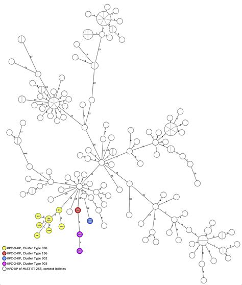 Identification Of A KPC 9 Producing Klebsiella Pneumoniae ST258 Cluster