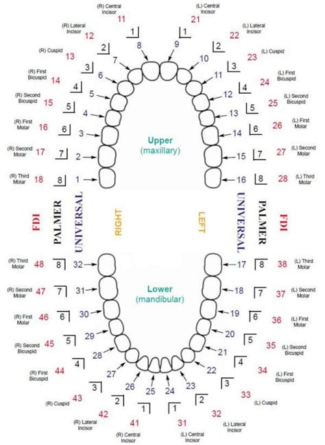 Free Printable Baby Teeth Eruption Charts Word Pdf