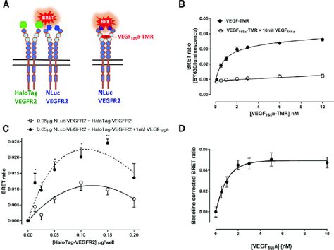 Using Nanobret To Characterise The Formation Of Vegfr2 Homodimers And Download Scientific