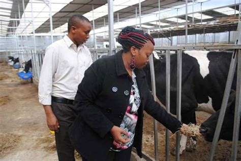 Dairy Farming Kenya How My Modern Dairy Farm Makes Millions Monthly