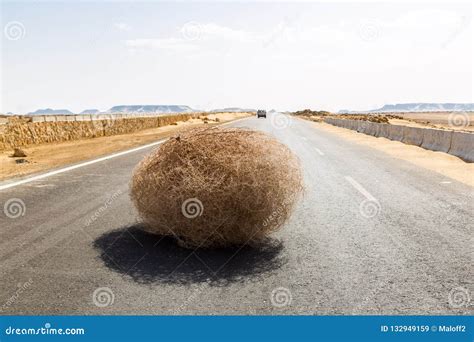 Tumbleweed In The Desert Stock Photography | CartoonDealer.com #32125940