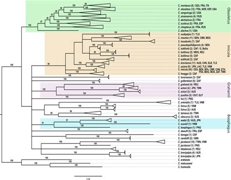 Bayesian Tree Resulting From The Phylogenetic Analysis Of The Combined