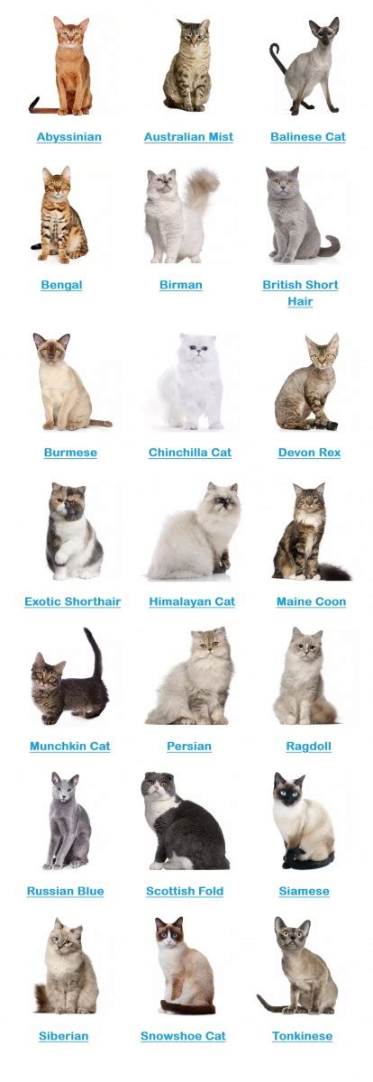 Cats breeds