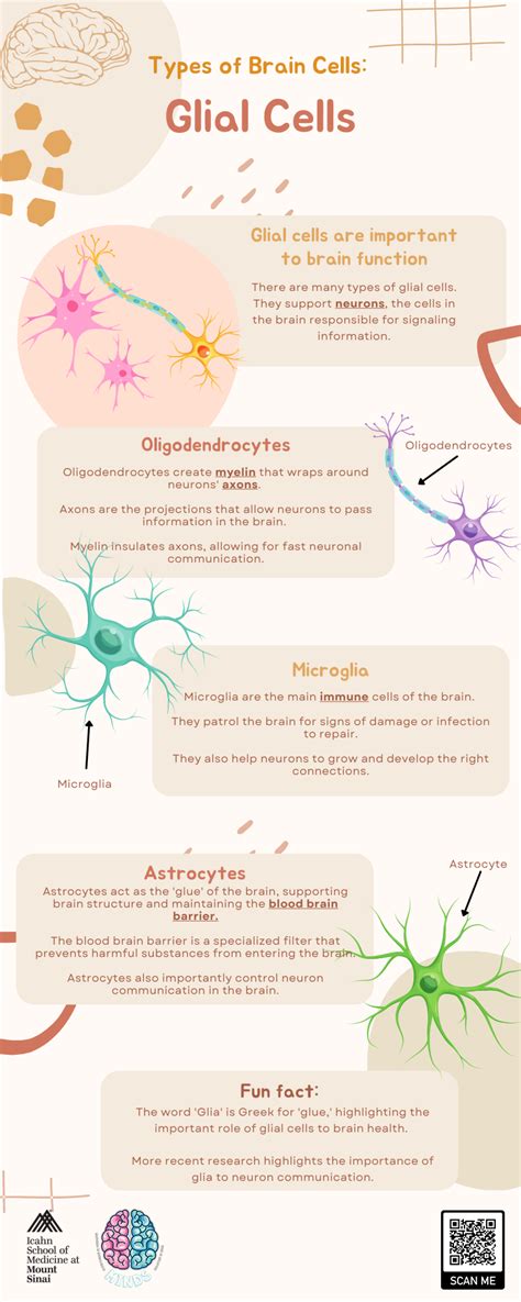 Types Of Brain Cells Glial Cells — Minds