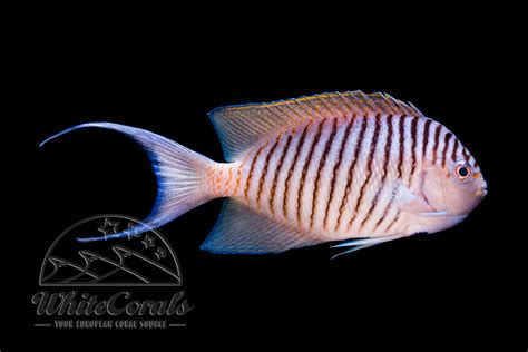 Genicanthus Melanospilos Spotbreast Angelfish Male Buy Online